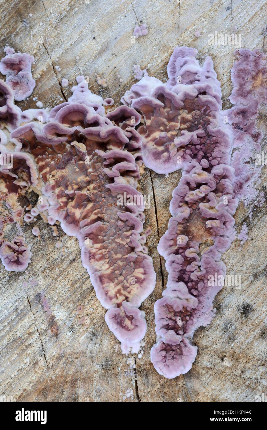Silverleaf fungus (Chondrostereum purpureum) bracket fungi growing from a sawn log, Gloucestershire, UK, October. Stock Photo