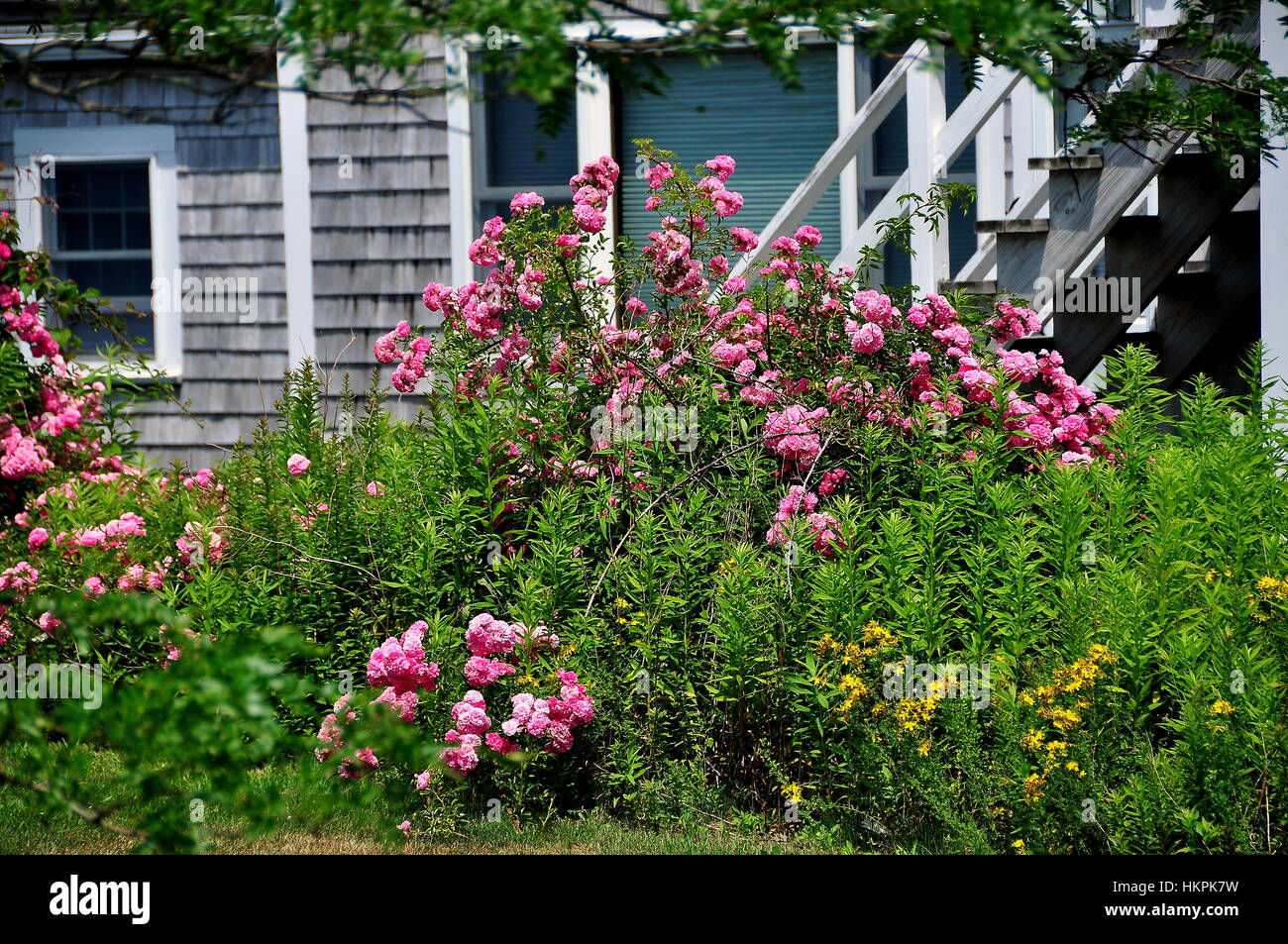 Chtham, Massachusetts - July 15, 2015:  Mounds of wild pink roses spill over a fence next to a Cape Cod home near 1879 Chatham Light Stock Photo