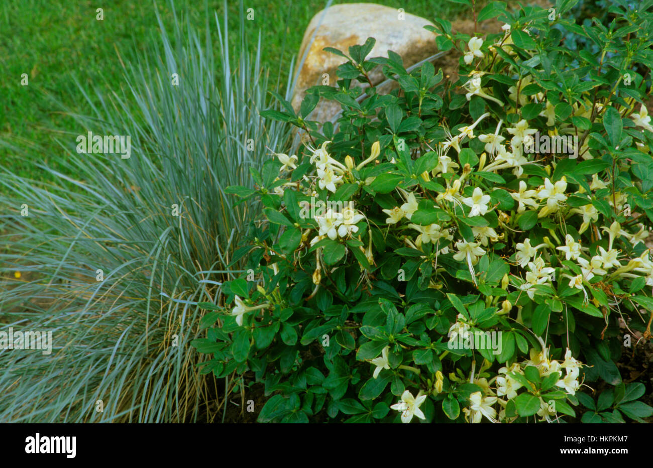 Azaleas rhododendrons hi-res stock photography and images - Alamy