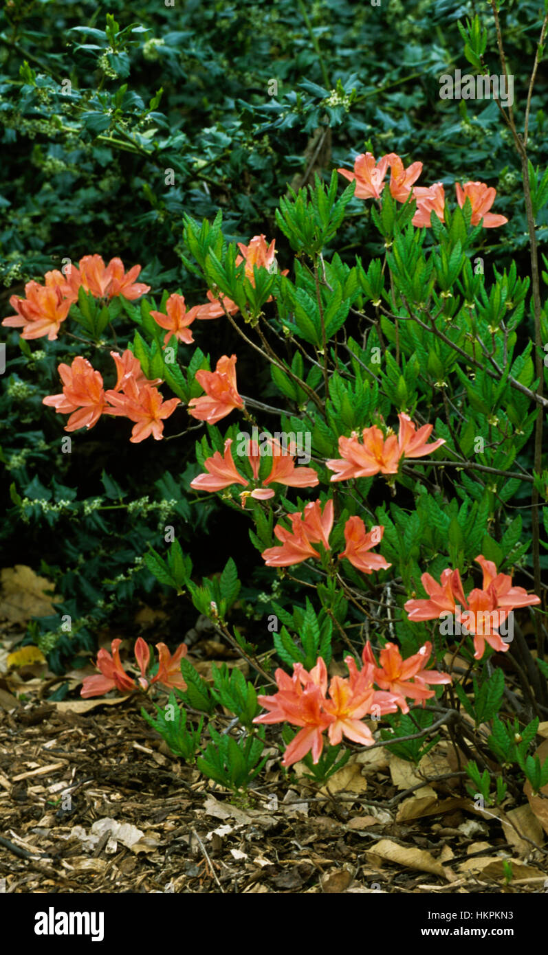 Rhododendron x kosteranum 'Mollis'. Azalea, Mollis Stock Photo