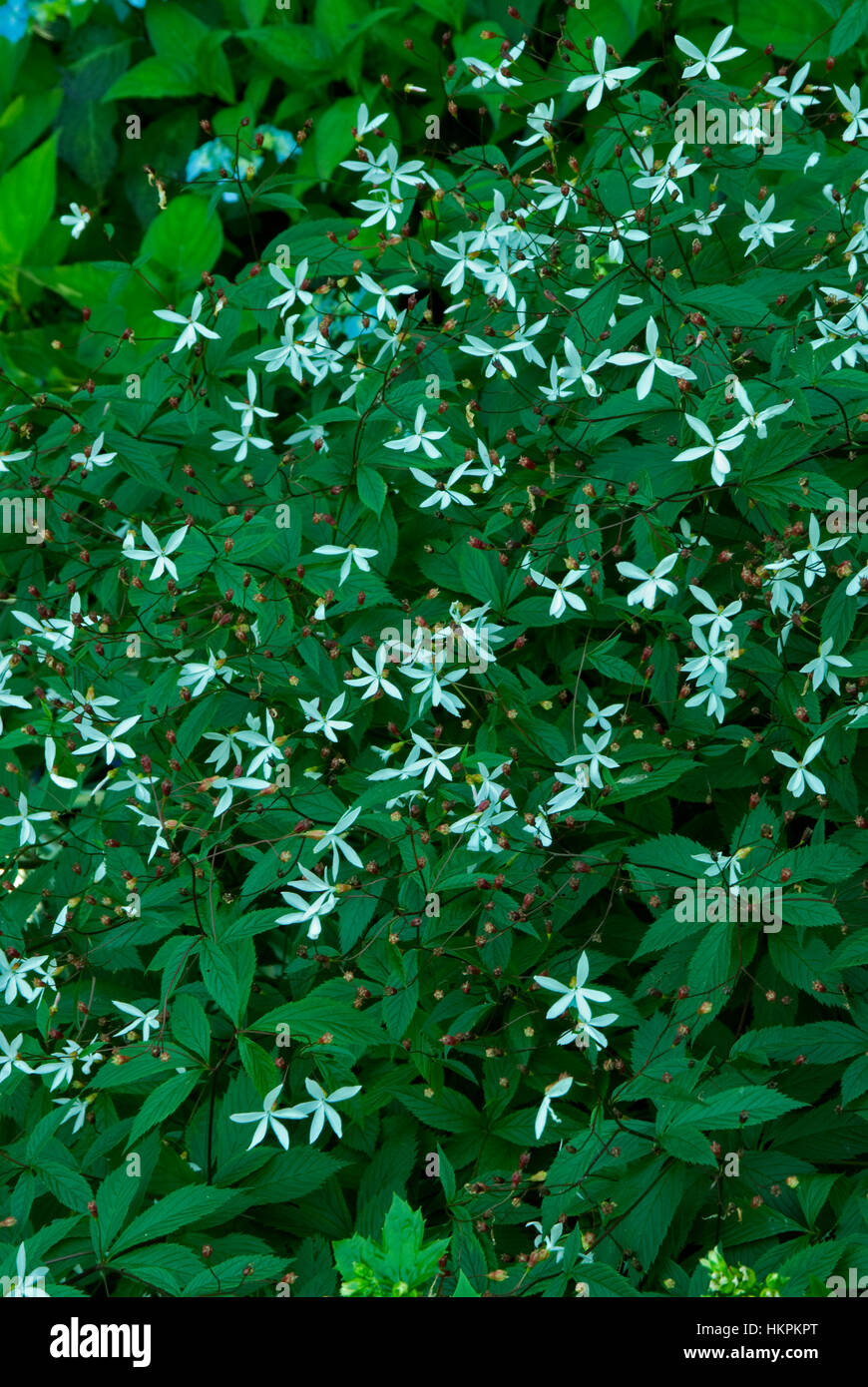 Gillenia trifoliata Stock Photo