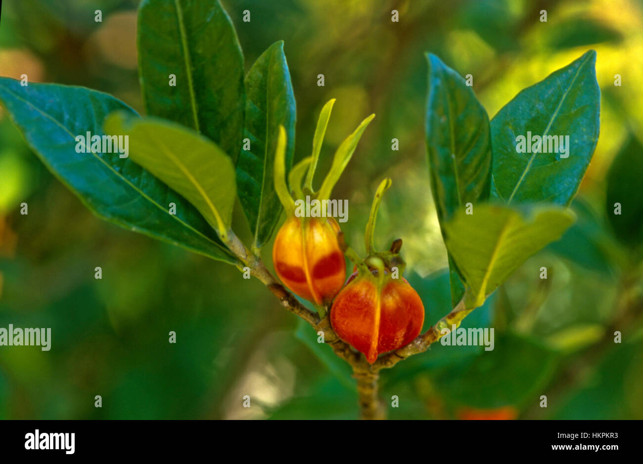 Gardenia seed pods Stock Photo - Alamy