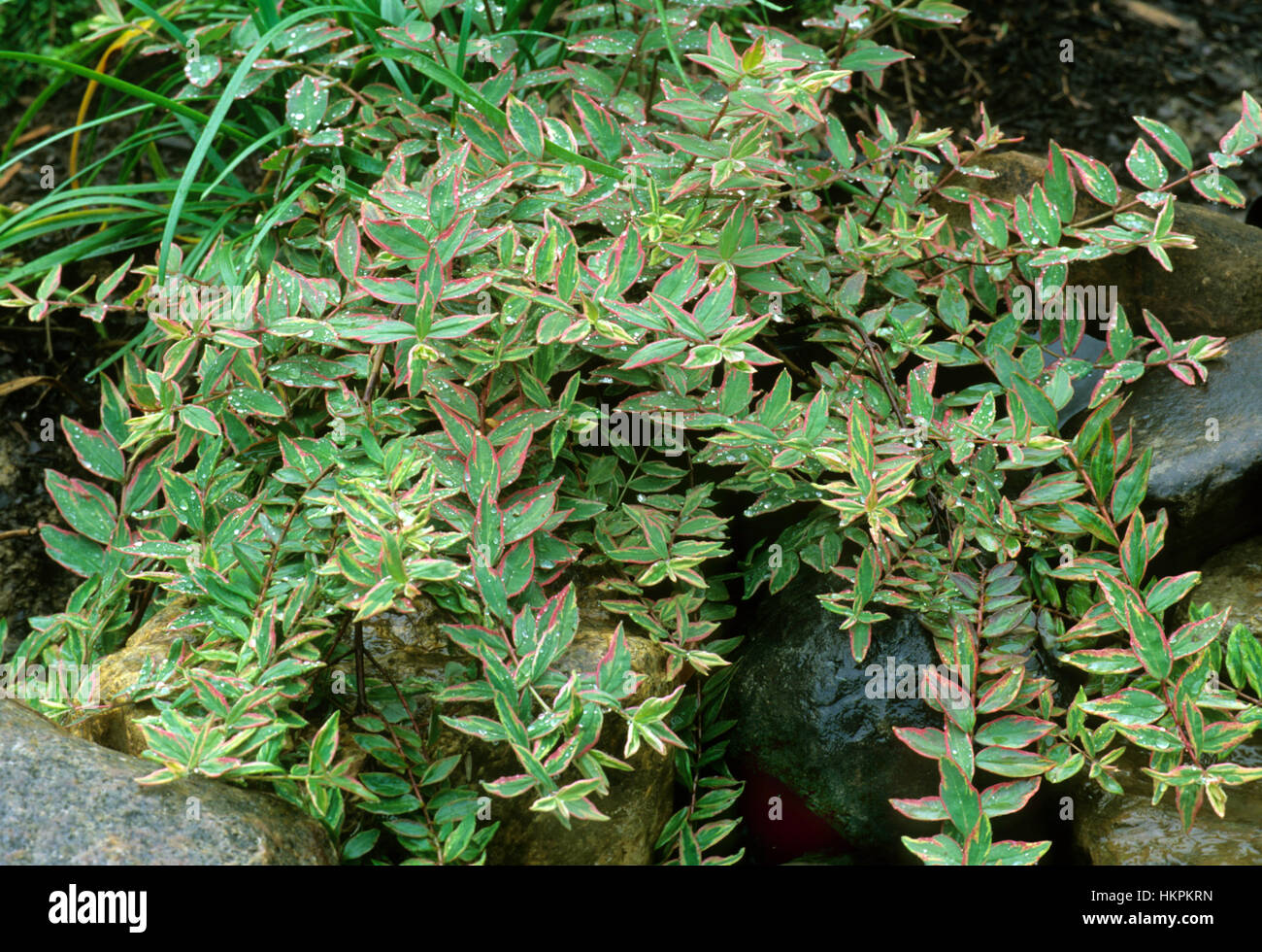 Hypericum variegated Stock Photo