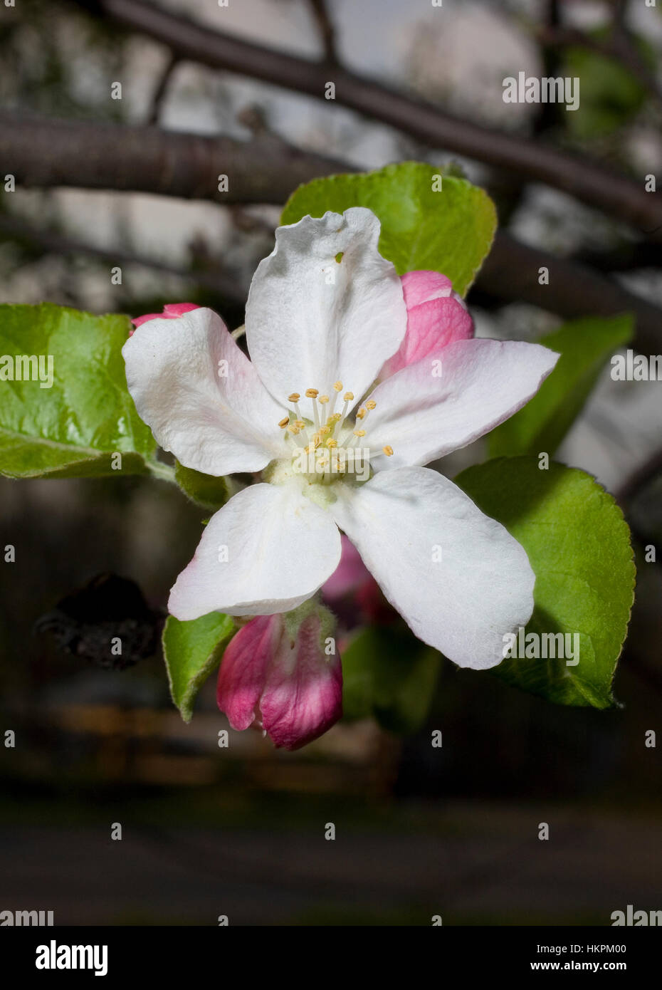 Flower that is on a winesap apple tree after sundown Stock Photo Alamy
