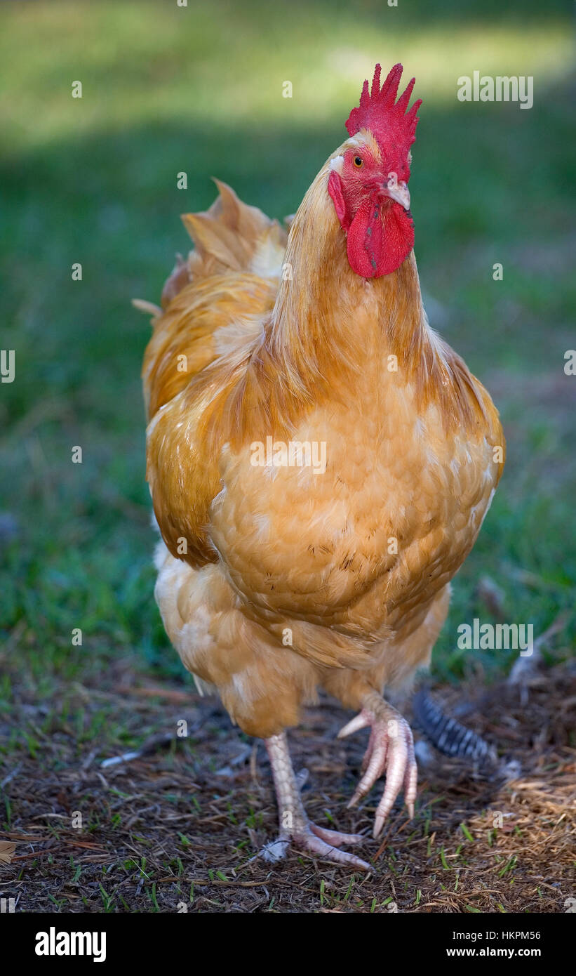 Orange rooster that is strutting toward the camera Stock Photo Alamy