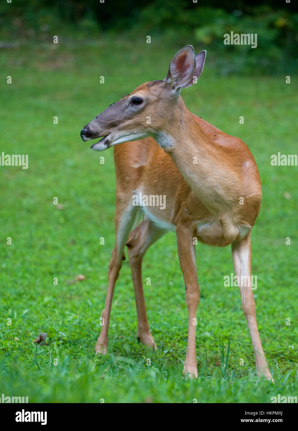 Whitetail Deer Doe Looking Back Hi-res Stock Photography And Images - Alamy