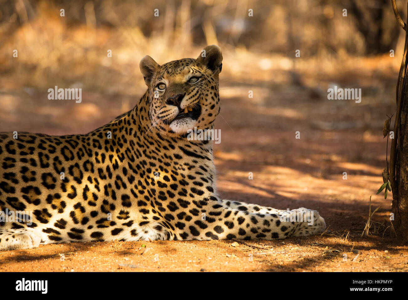 Leopard growling, Panthera pardus, Okonjima Reserve, Namibia, Africa, by Monika Hrdinova/Dembinsky Photo Assoc Stock Photo