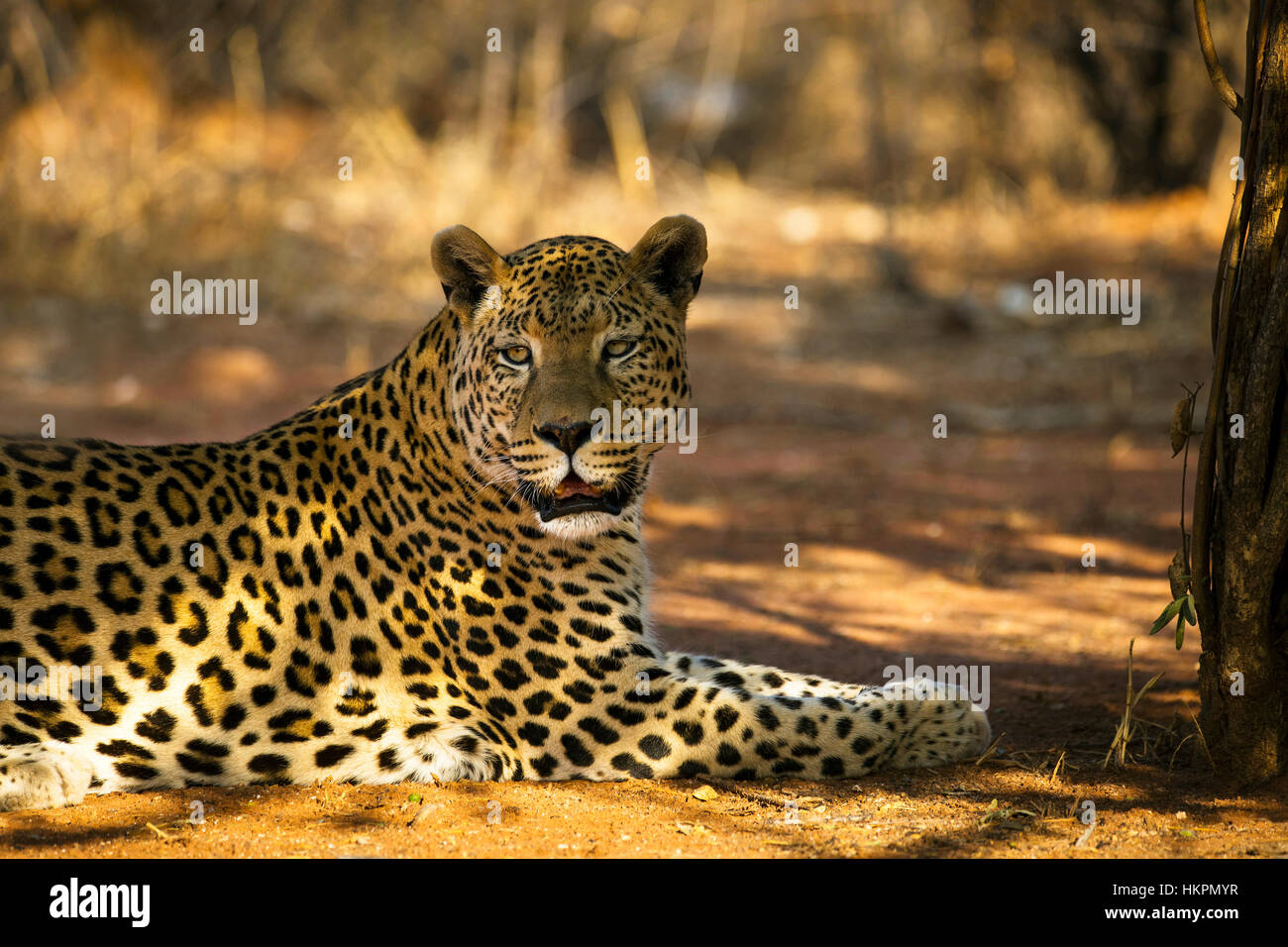 Leopard resting, Panthera pardus, Okonjima Reserve, Namibia, by Monika Hrdinova/Dembinsky Photo Assoc Stock Photo
