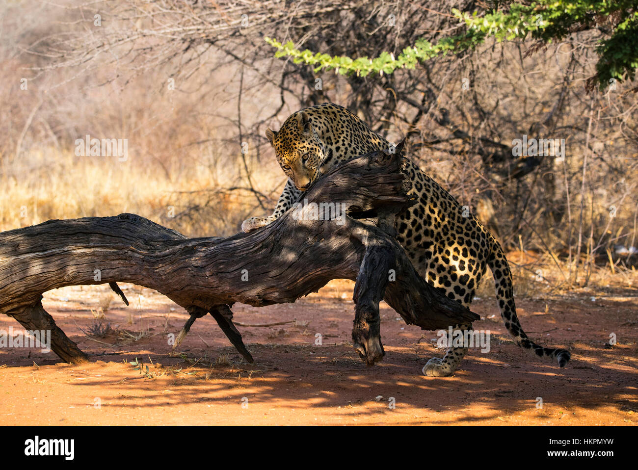 Leopard gnawing on tree stump, Panthera pardus, Okonjima Reserve, Namibia, by Monika Hrdinova/Dembinsky Photo Assoc Stock Photo