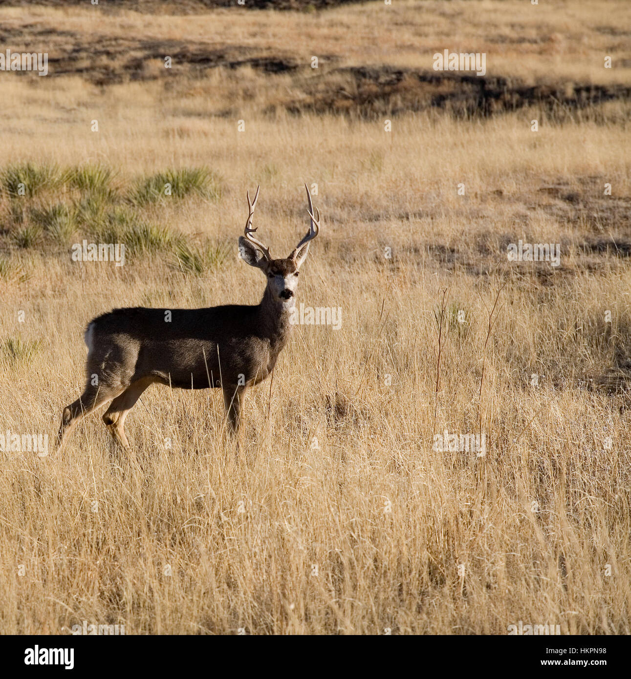 Mule deer buck with antlers alone on a big field of yellow Stock Photo ...