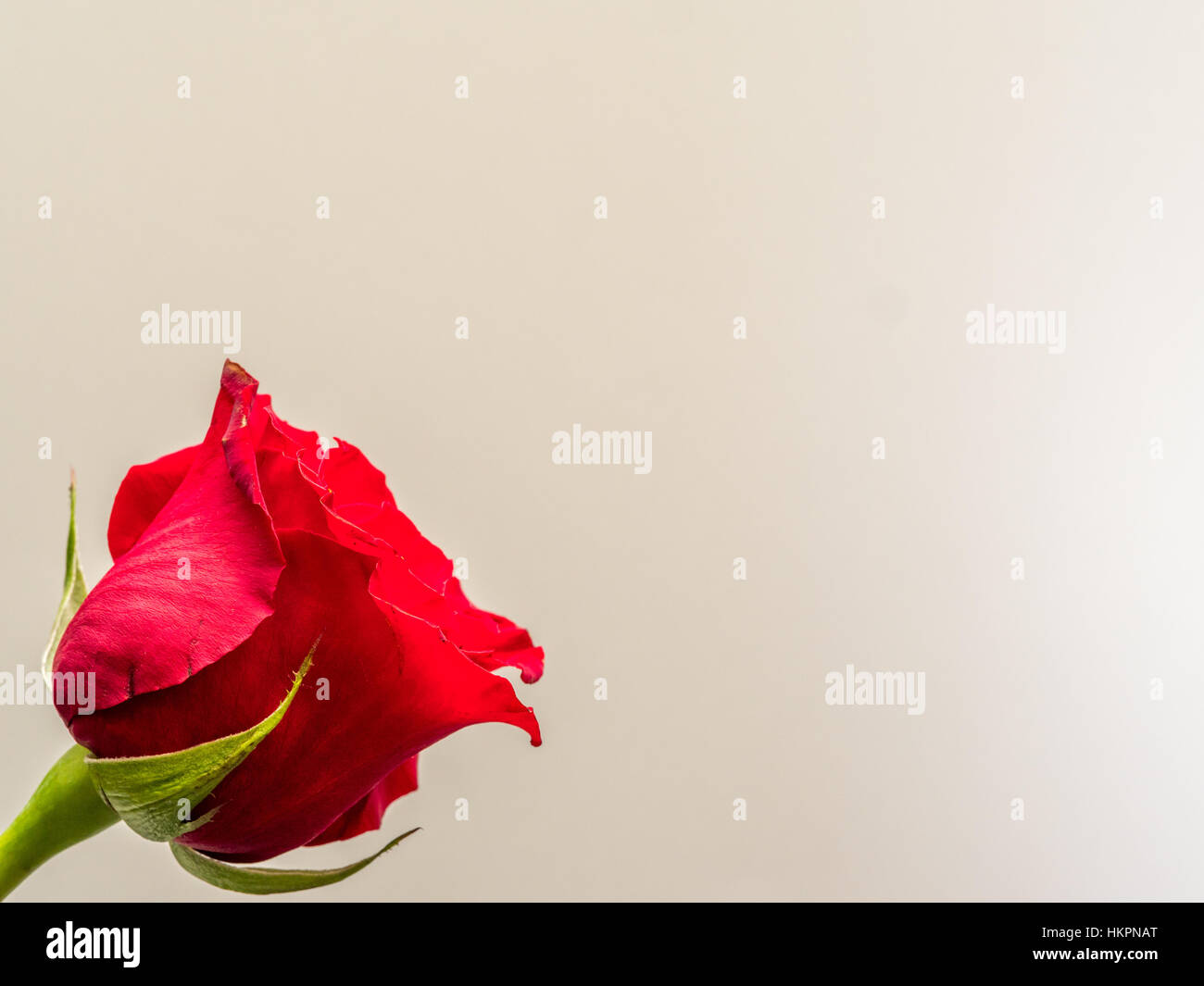 Single red rose on white background, copy space Stock Photo - Alamy