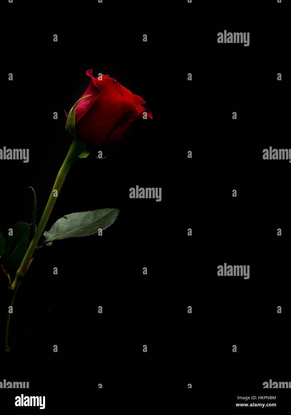 Red rose on black background with green stem Stock Photo - Alamy