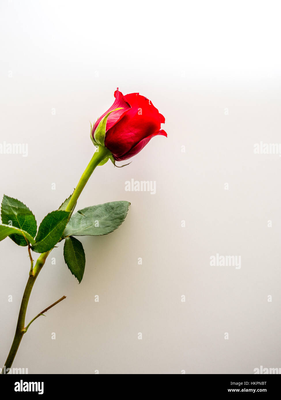 Single red rose with white copy space Stock Photo - Alamy