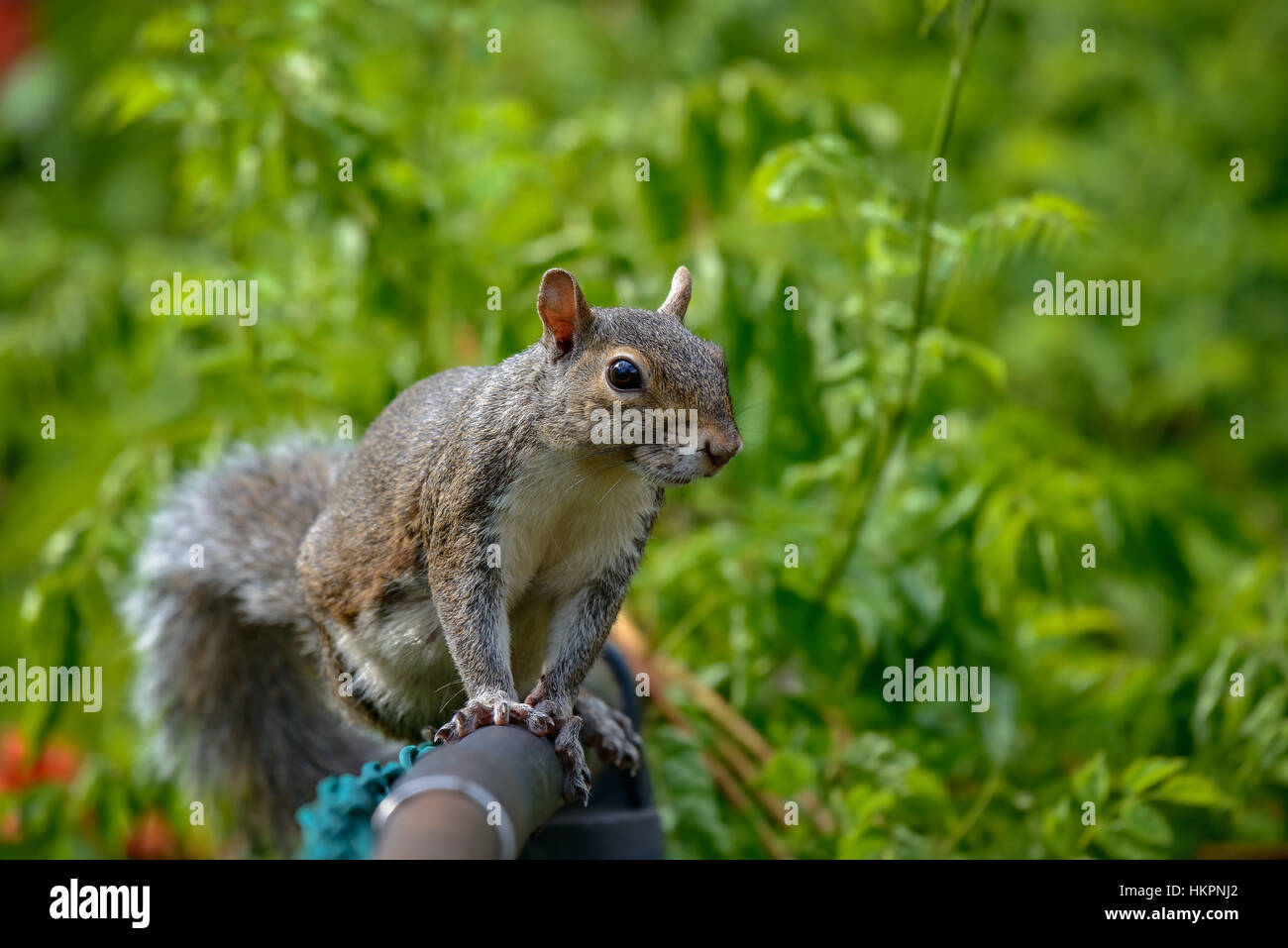 An eastern gray squirrel rests on a tree branch Stock Photo - Alamy