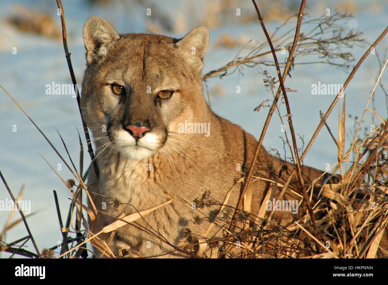 Beautiful Cougar Pics