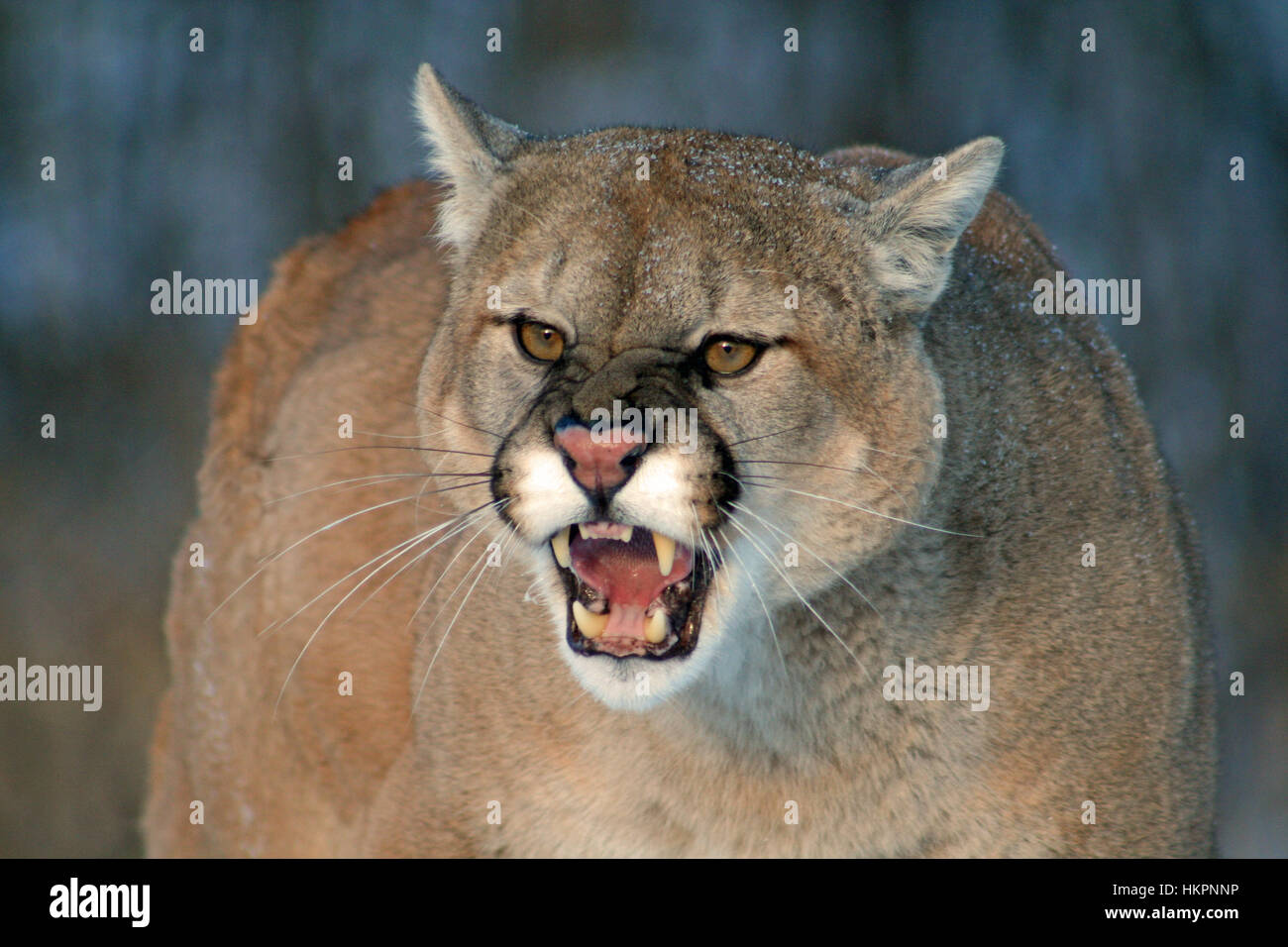 Snarling, angry cougar with fangs bared Stock Photo