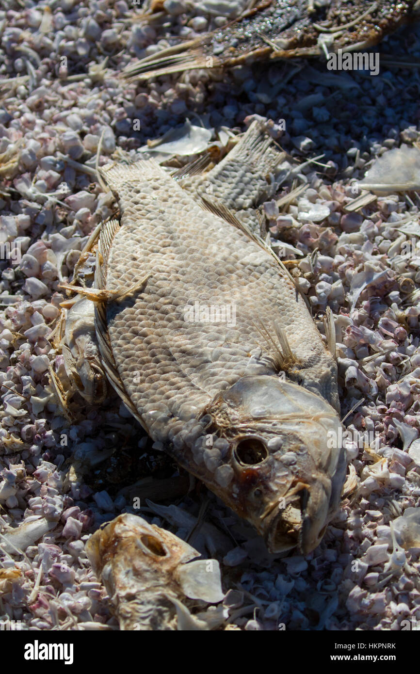 Desert drought dead fish at the Salton Sea in the California desert Stock Photo
