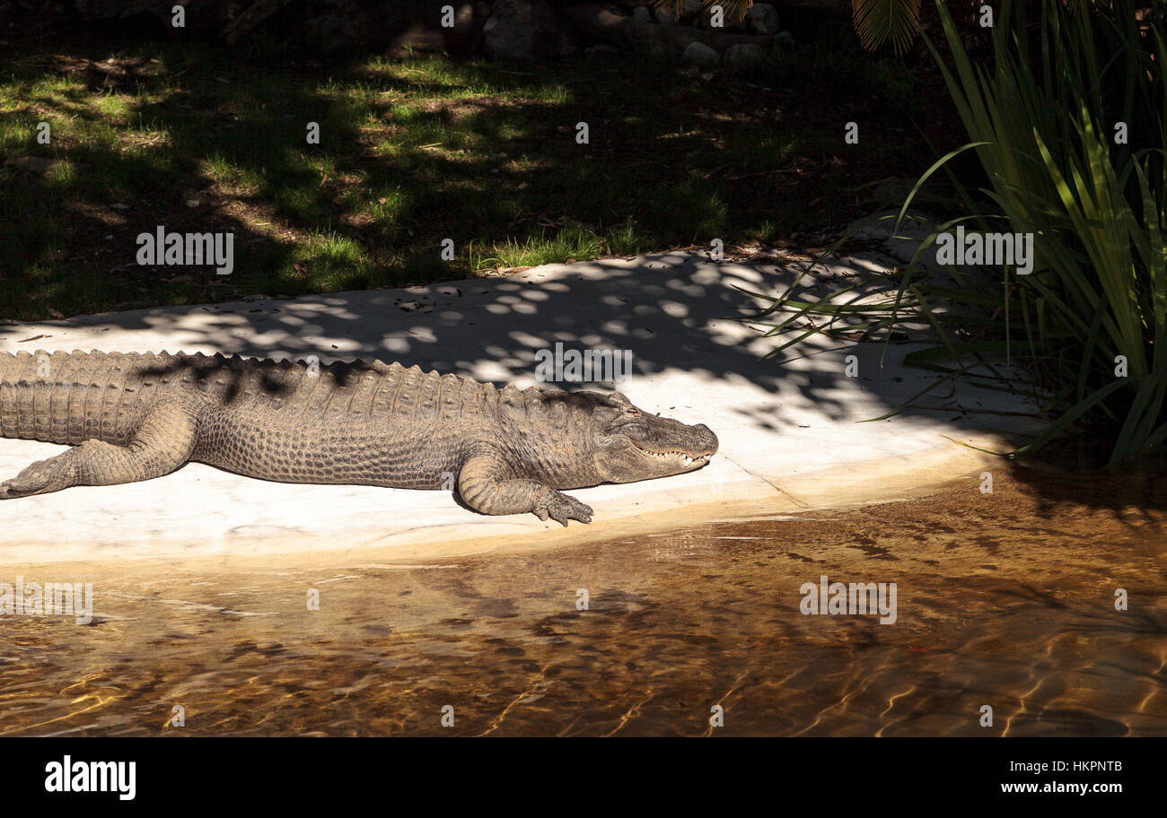 American alligator, Alligator mississippiensis, suns himself along the edge of a manmade stream. Stock Photo