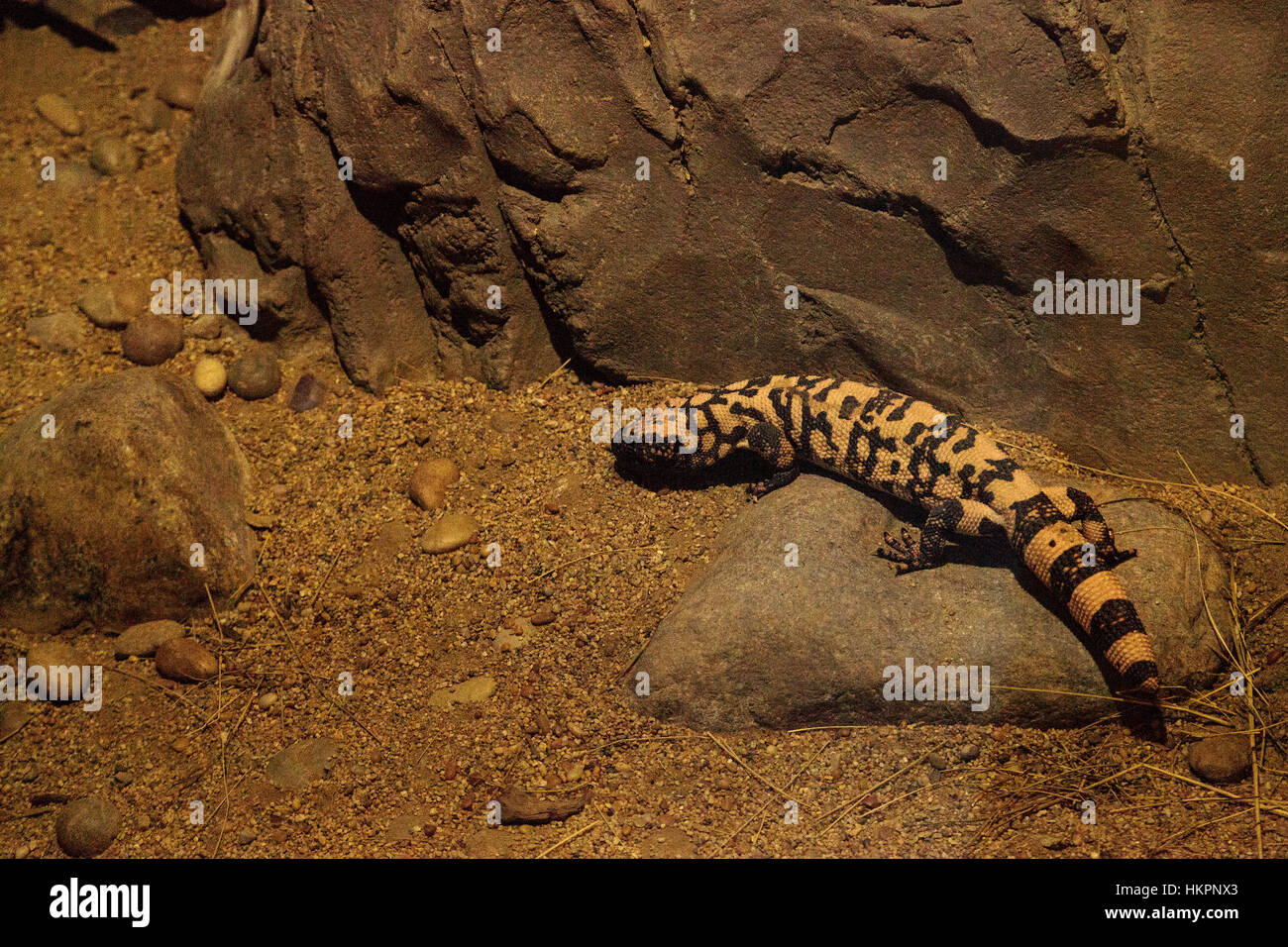 Gila monster, Heloderma suspectum, crawling over rocks in a desert environment. Stock Photo