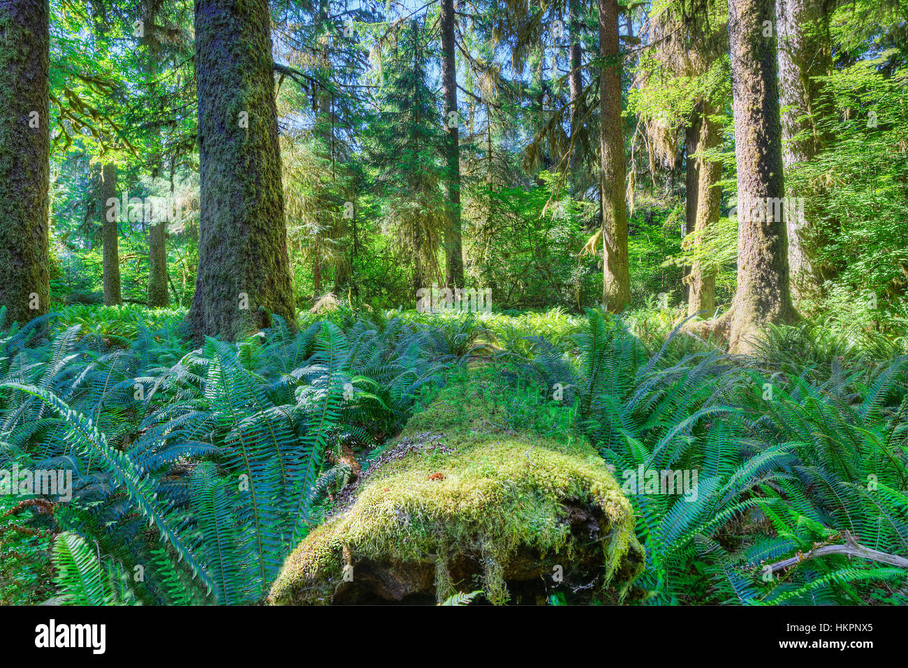 Hoh River Rainforest, Olympic Mountains. Olympic National Park.  Olympic Penninsula, Washington.  Outdoor Adventure. Stock Photo