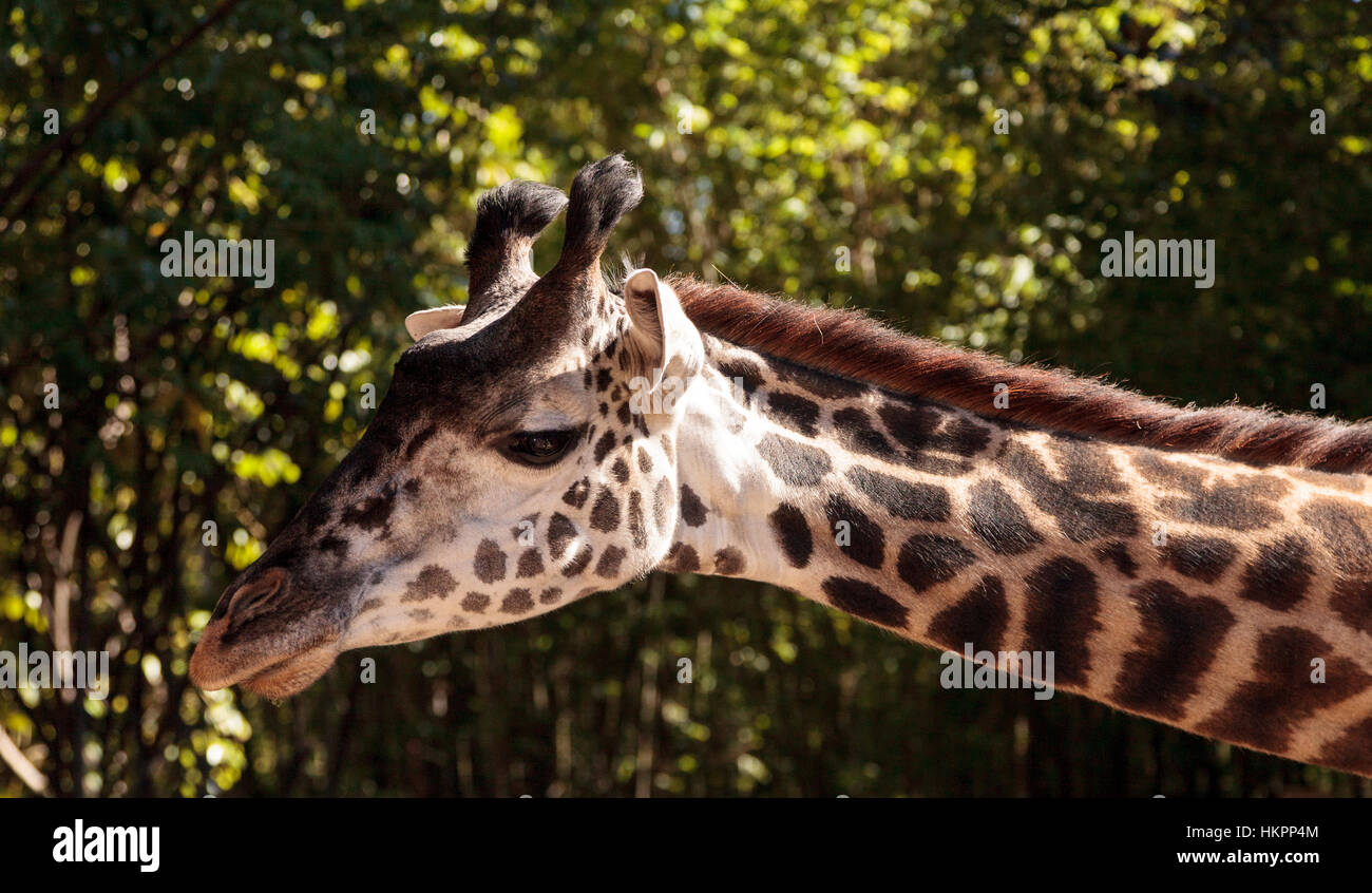 Giraffe are found in Africa and reach a height between 15 and 20 feet tall, with a very long neck. Stock Photo