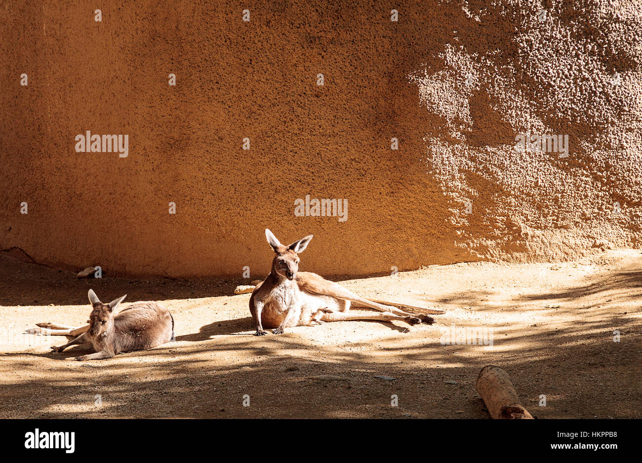 Kangaroo relaxes on the sand in front of rocks. Stock Photo
