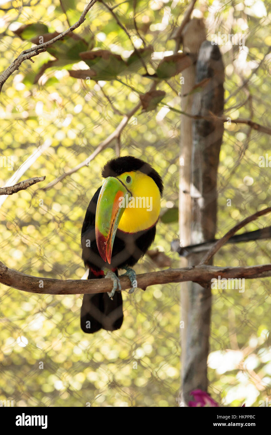 Colorful beak of the keel-billed toucan, Ramphastos sulfuratus, contains yellow, red, green, orange and blue. Stock Photo