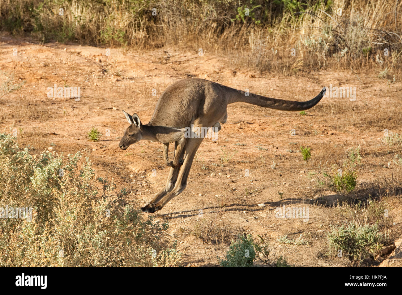 Red kangaroo jumping hires stock photography and images Alamy