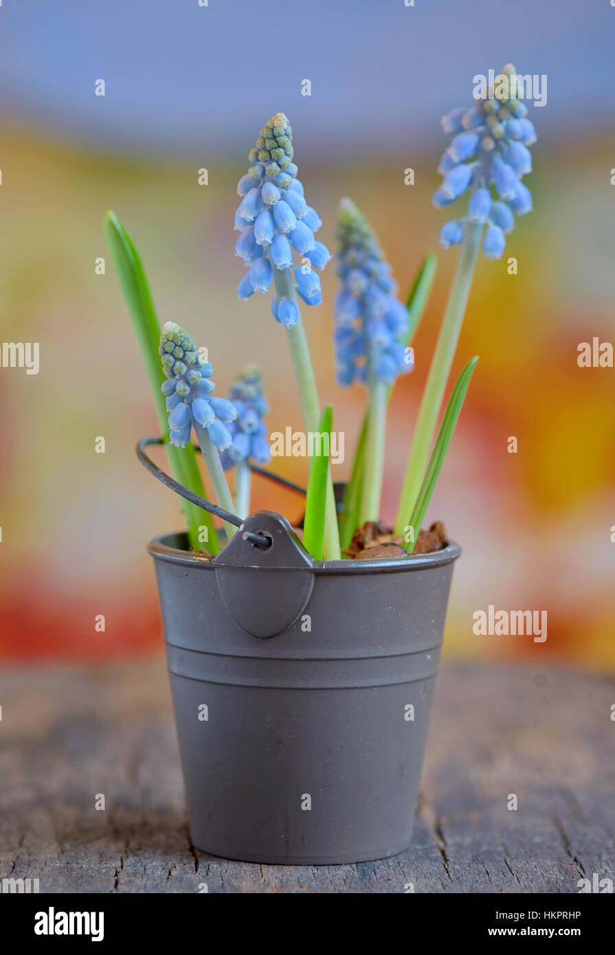 Muscari botryoides flowers also known as blue grape hyacinth in bucket Stock Photo