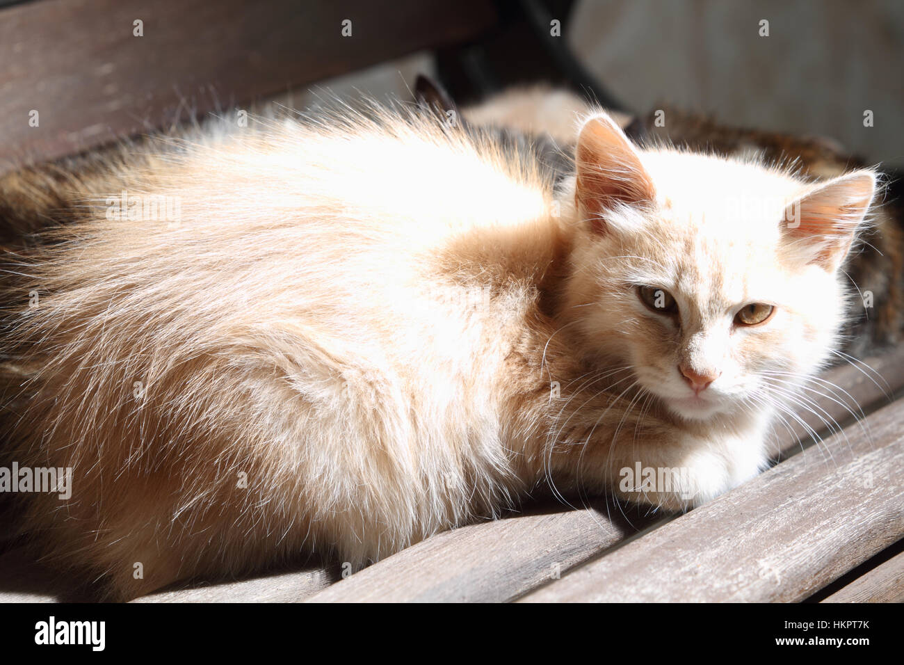 Orange katze hi-res stock photography and images - Alamy