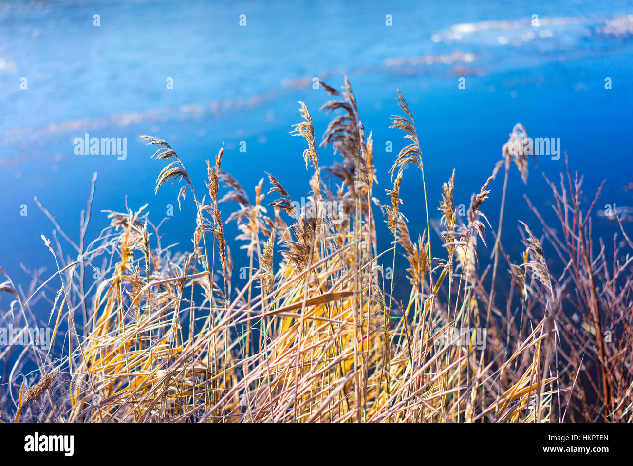 Orange reed on the blue ice Stock Photo - Alamy