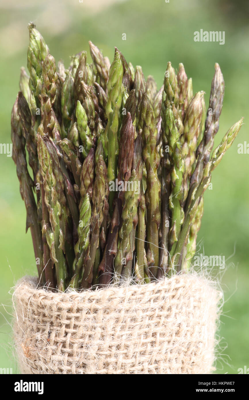Wild asparagus hires stock photography and images Alamy