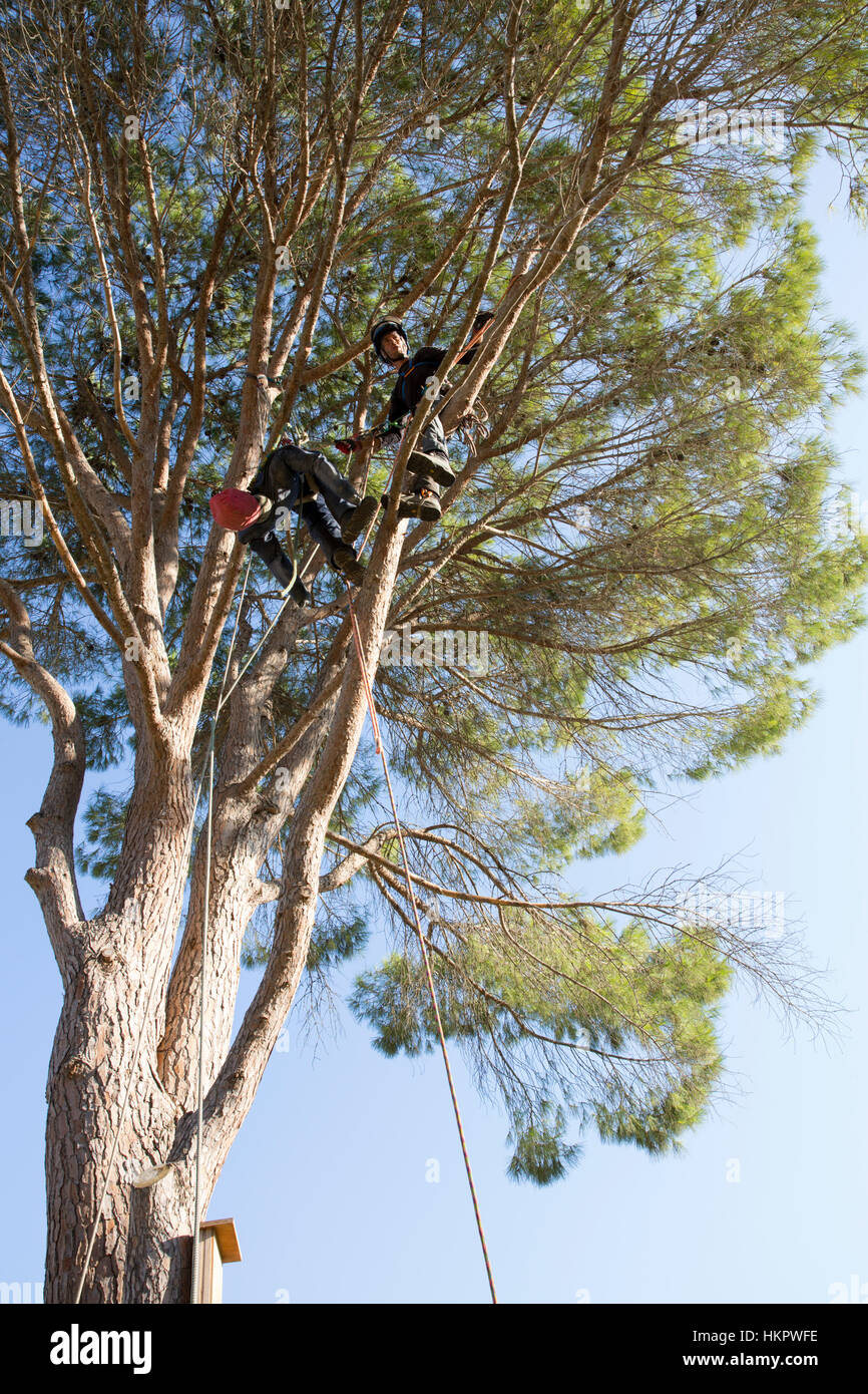 Cutting down a large garden tree Stock Photo Alamy