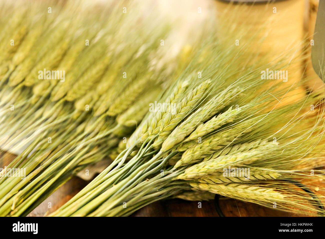Freshly harvested wheat stalks Stock Photo