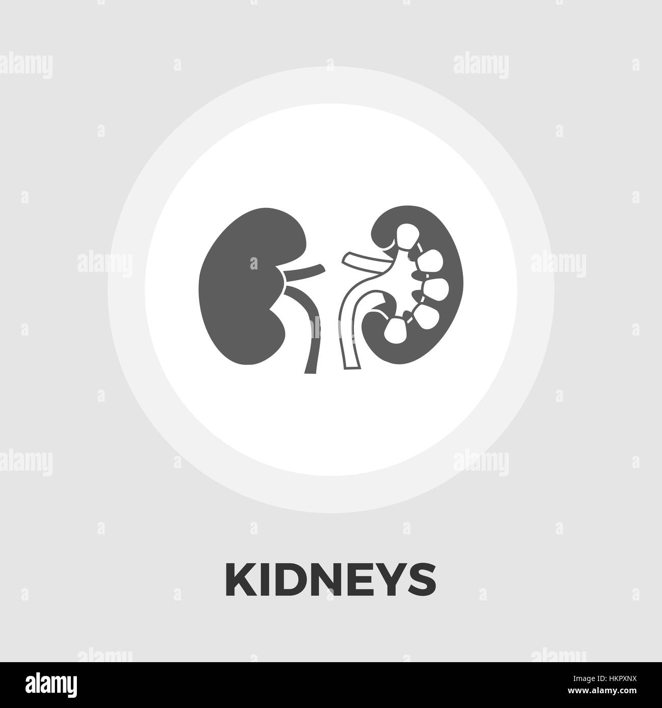 Human kidney Black and White Stock Photos & Images - Alamy