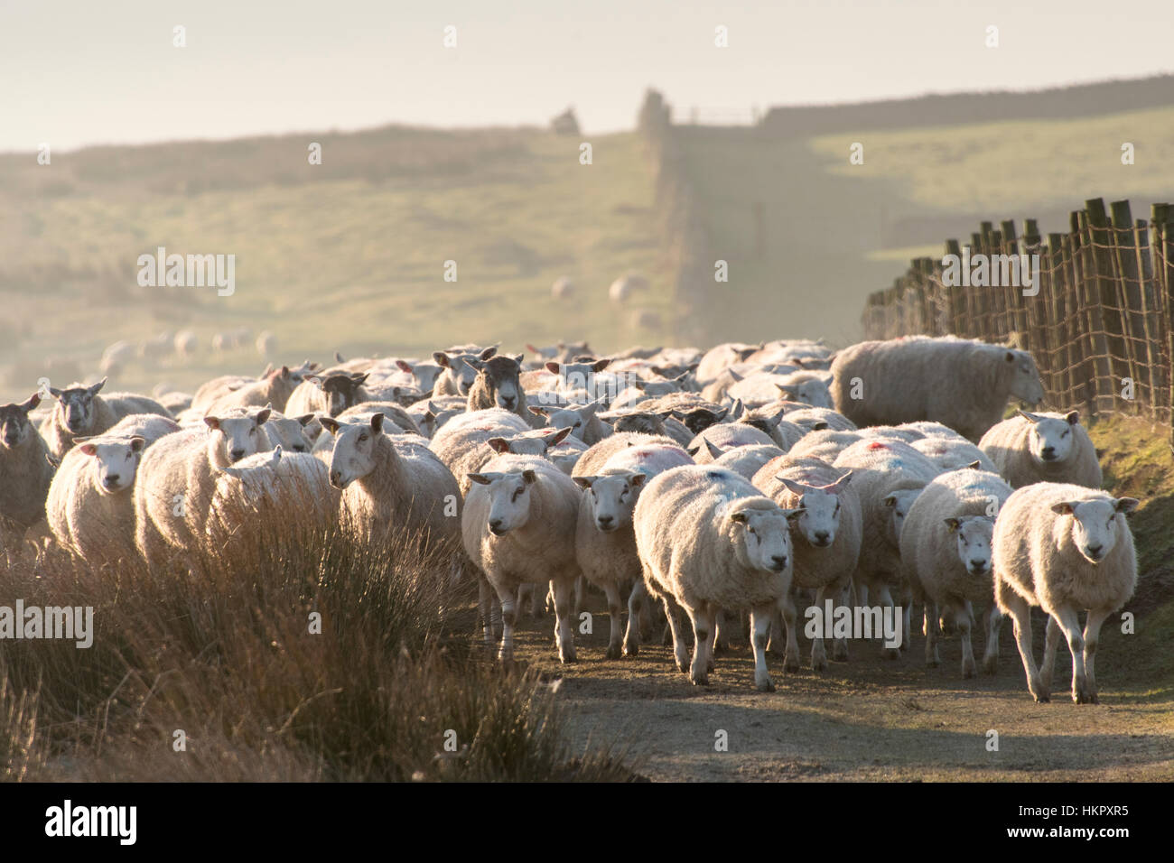 Shepherd fetching flock of sheep down off moorland on a cold crip winters morning, Cumbria, UK. Stock Photo