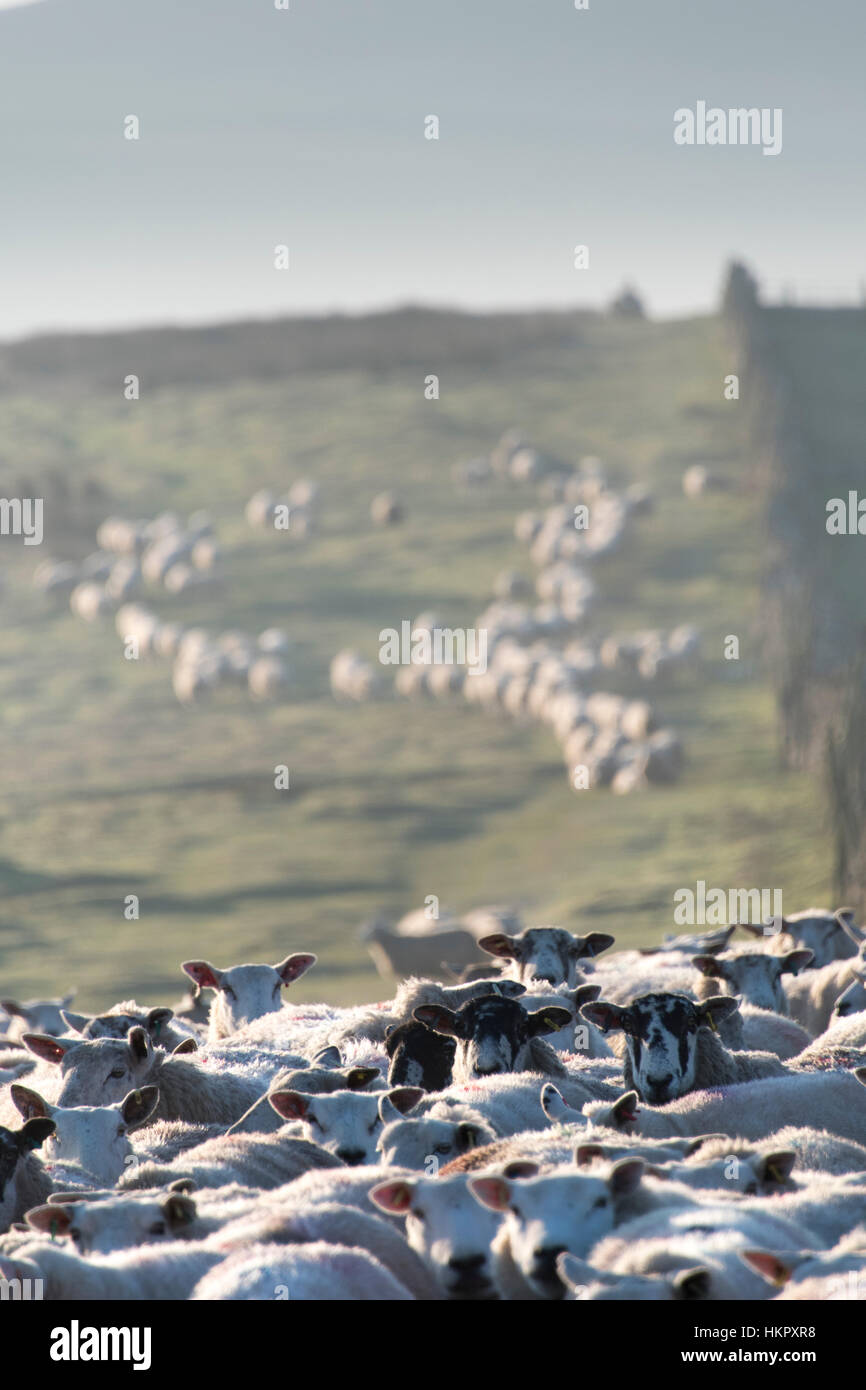 Shepherd fetching flock of sheep down off moorland on a cold crip winters morning, Cumbria, UK. Stock Photo