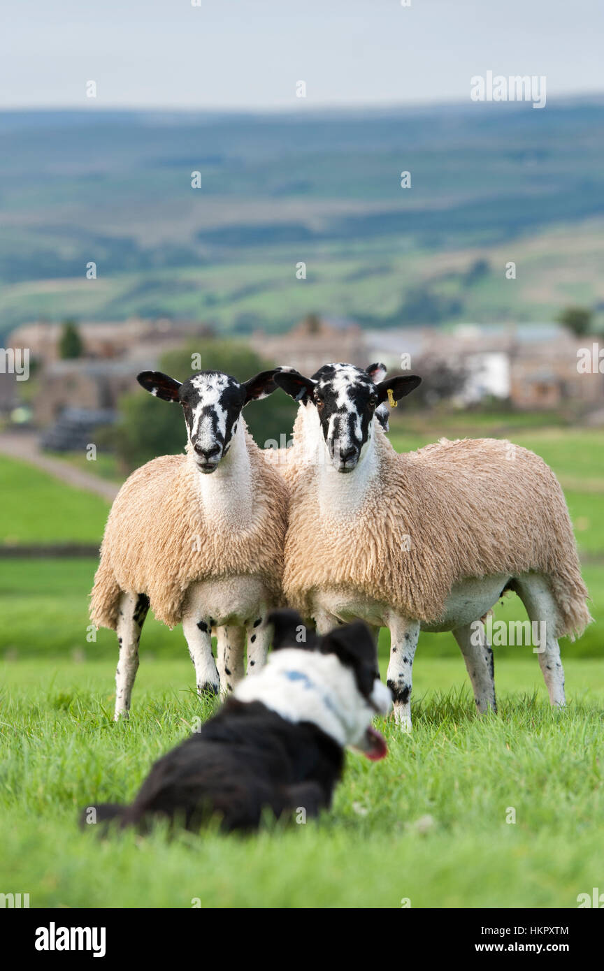 Border collie sheep dog watching a group of mule sheep, Cumbria, UK. Stock Photo