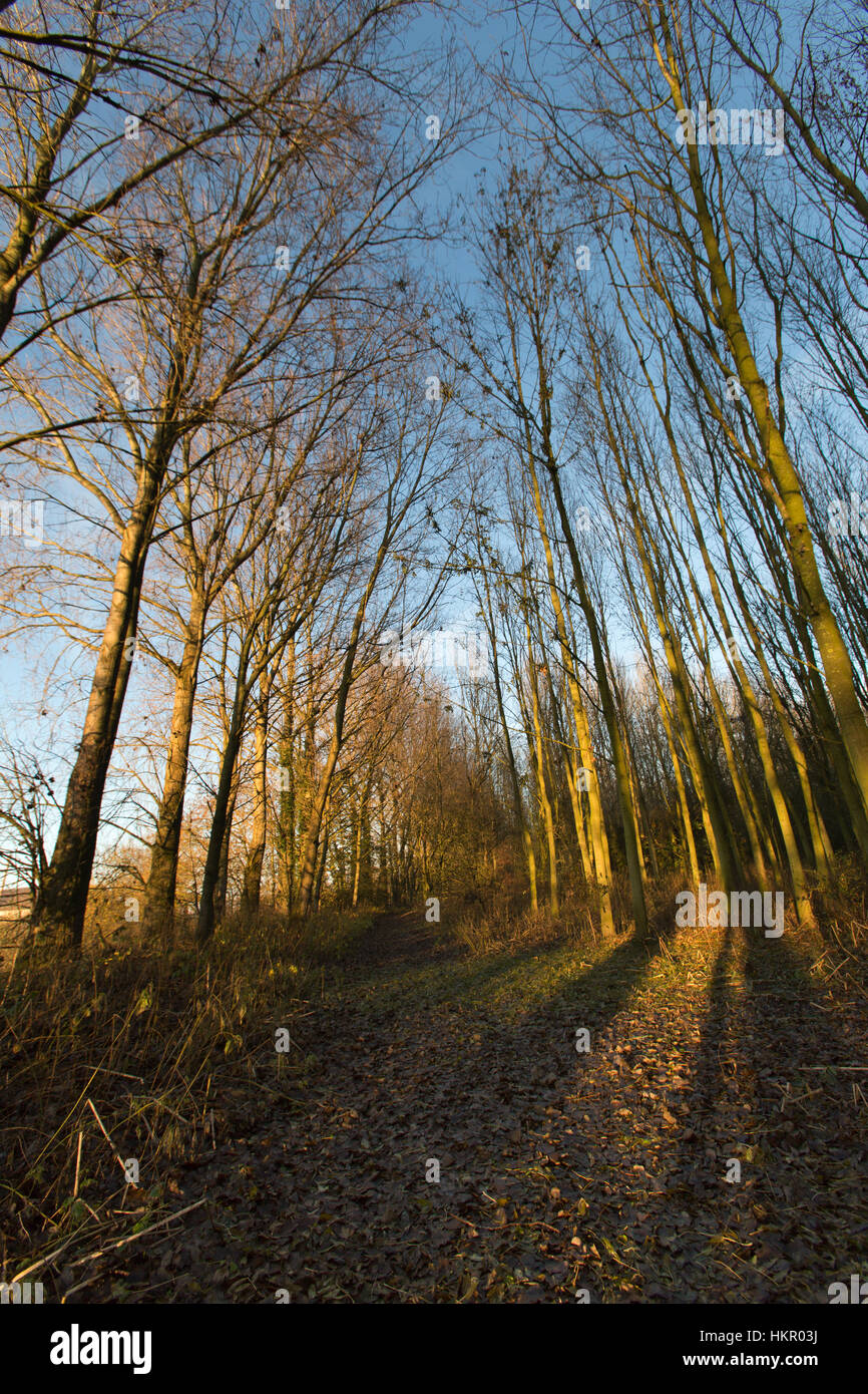 Rural Cheshire, England. Picturesque autumnal view of a walking path