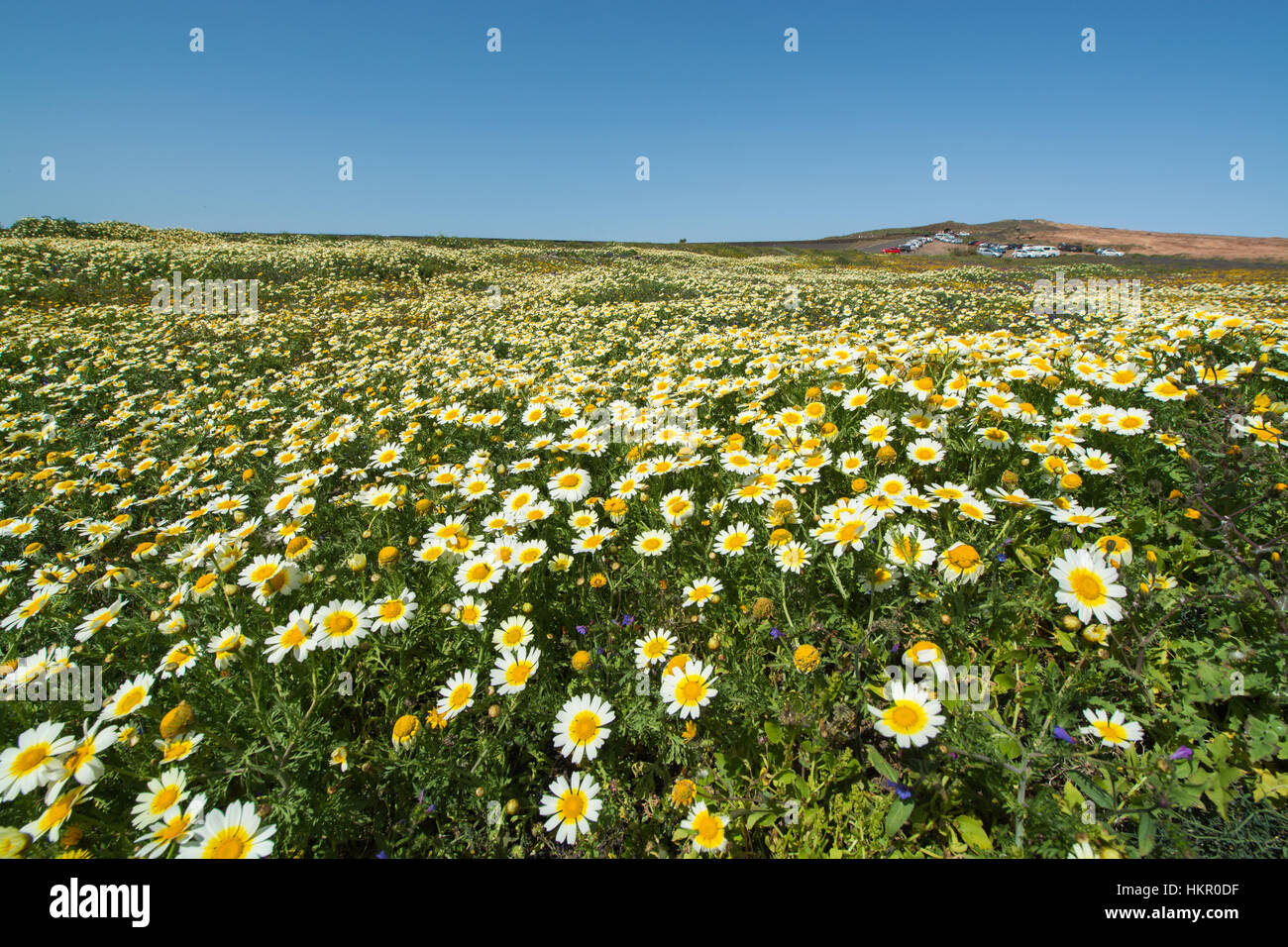 Field of spring flowers and sunny day Stock Photo - Alamy