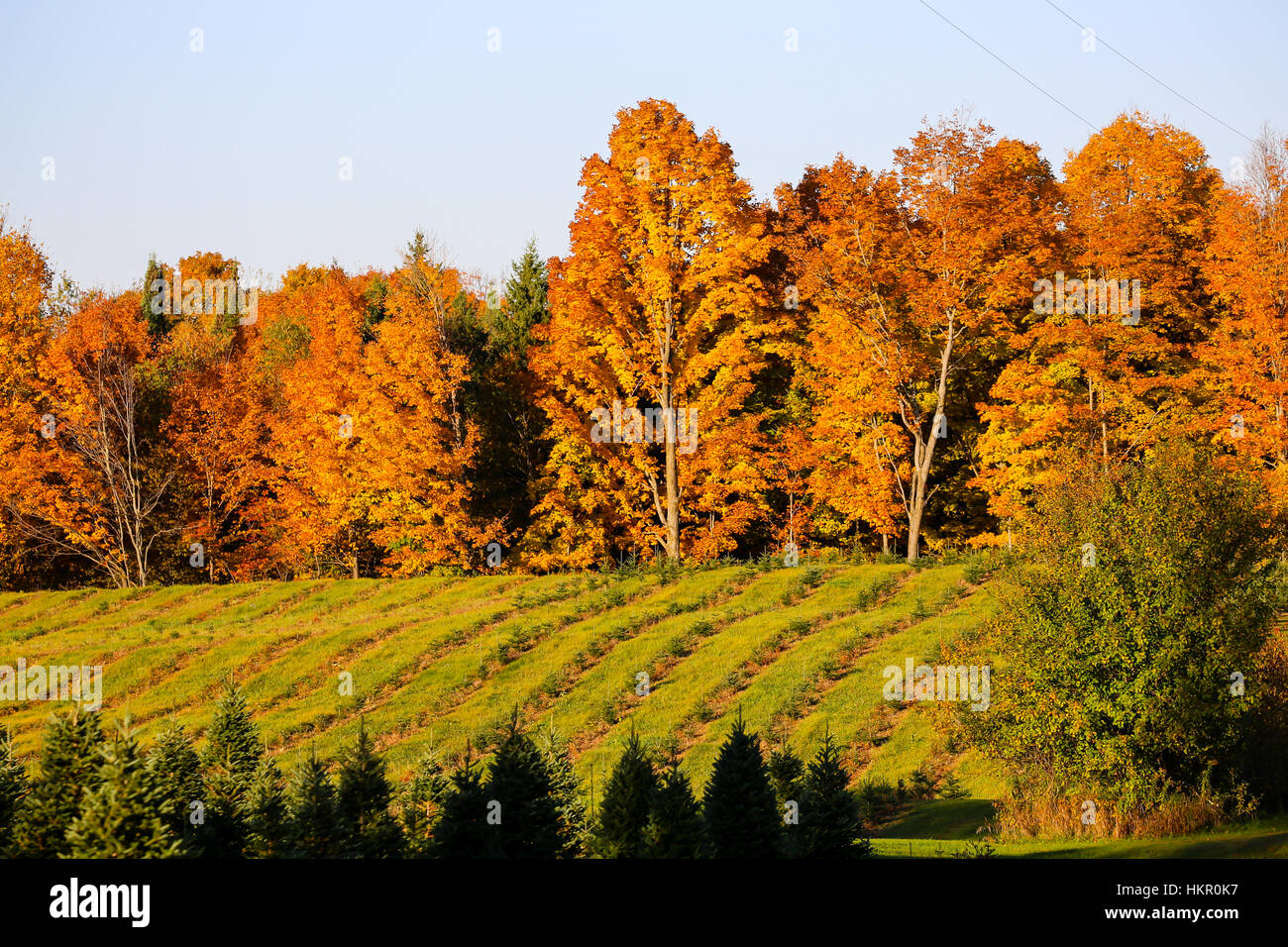 A Wisconsin field of young Christmas trees in the autumn Stock Photo