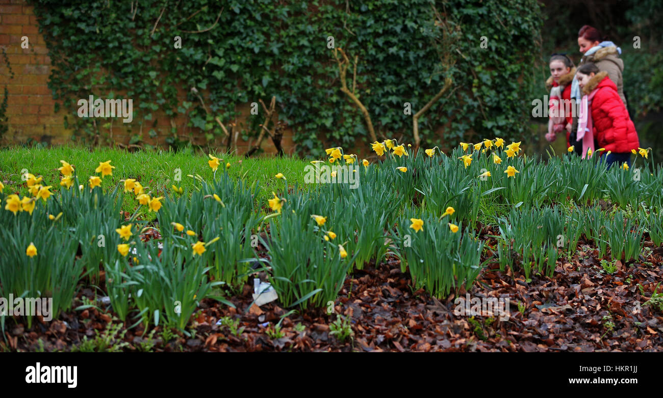 An early bloom to daffodils in Woolton, Liverpool Stock Photo Alamy