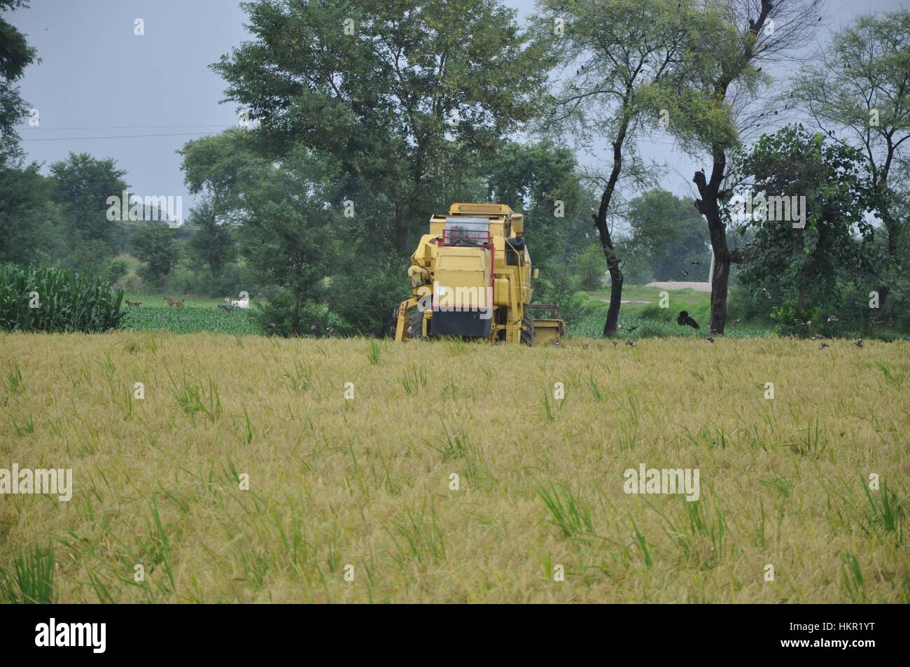 Farmer harvesting cornfield on a harvesting machine Stock Photo