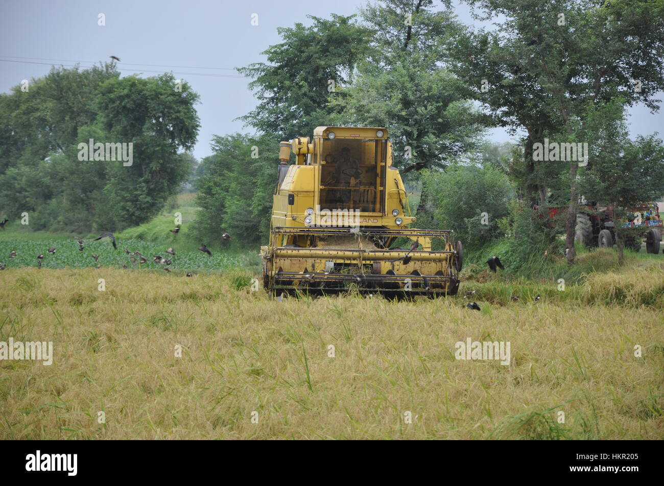 Farmer harvesting cornfield on a harvesting machine Stock Photo