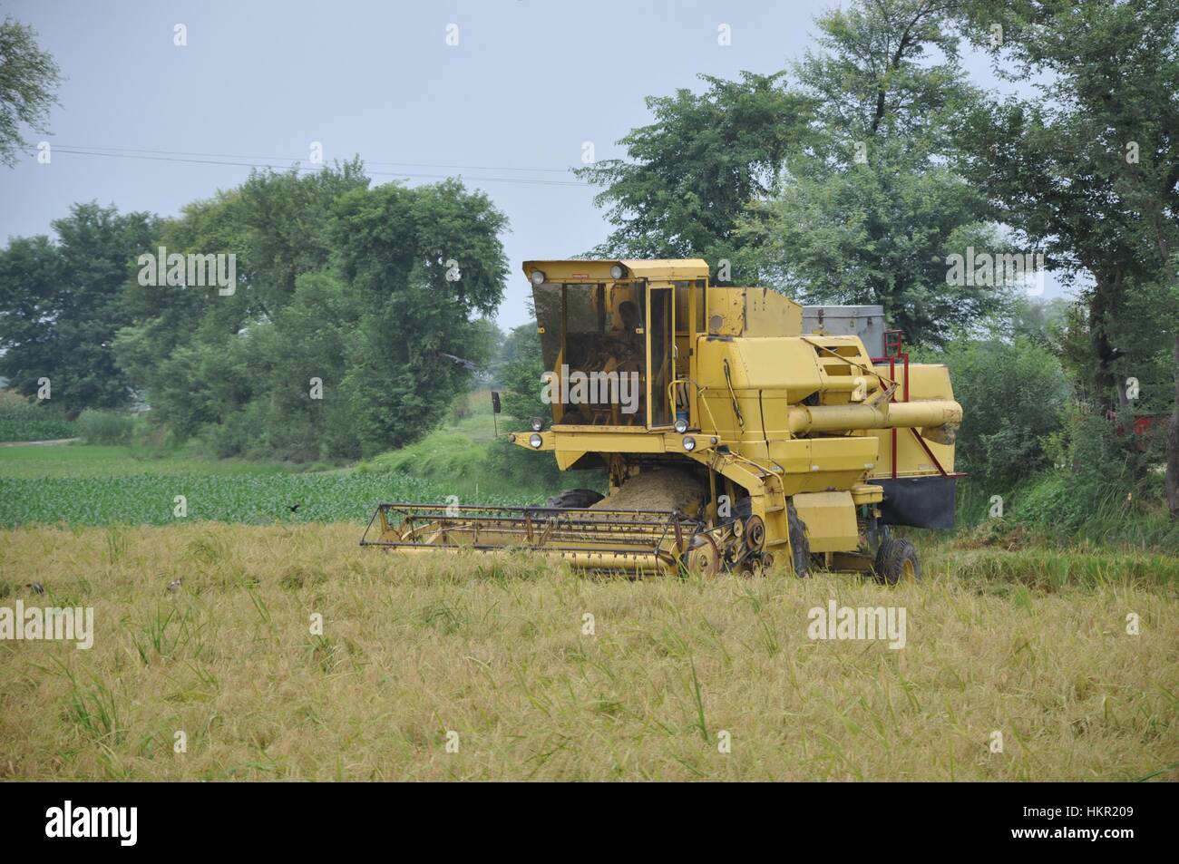 Farmer harvesting fields on a harvesting machine at evening Stock Photo
