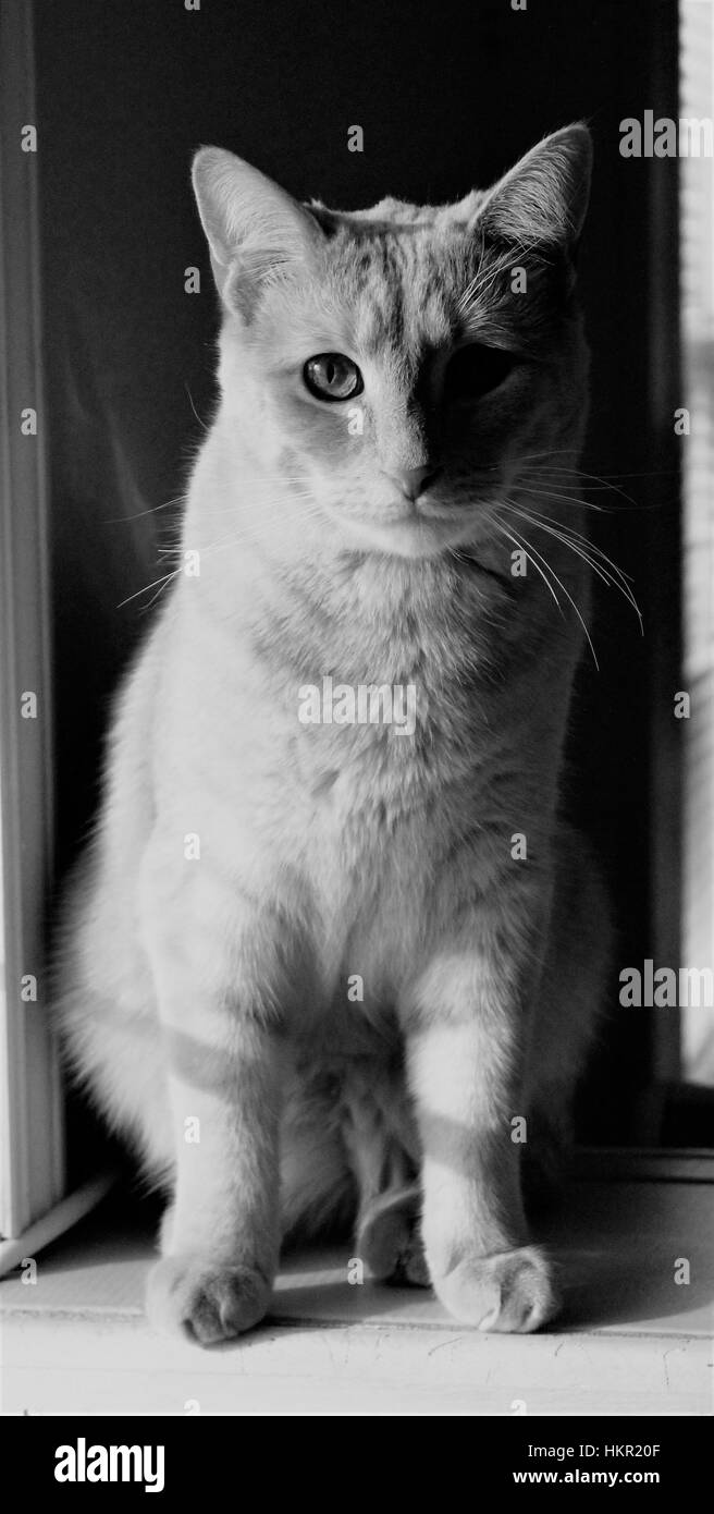 Black and White cat Stock Photo