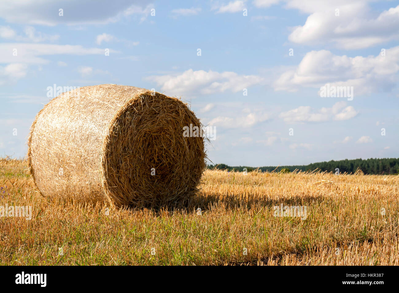 Straw bales in fields farmland with blue cloudy sky at harvesting time ...