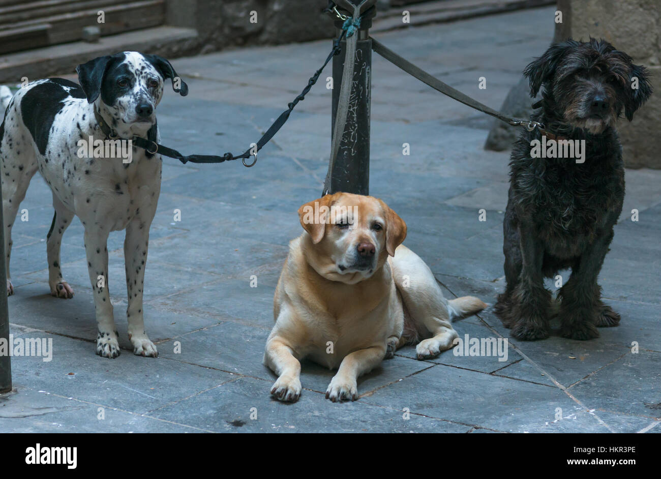 Three dogs seen in Latin quarter of Barcelona, Catalonia, Spain. Stock Photo