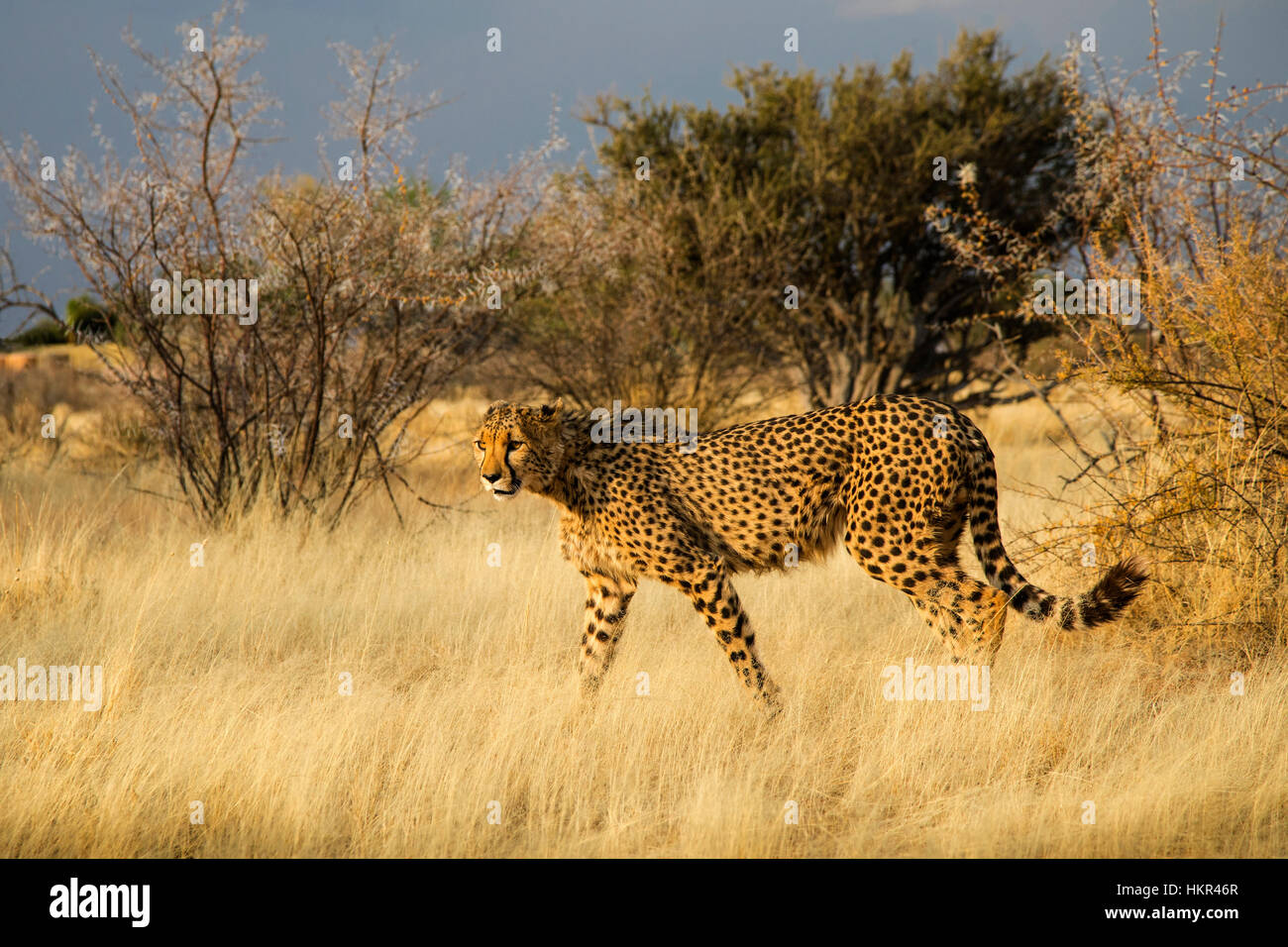 Cheetah hunting, Acinonyx jubatus, Lapa Lange Lodge, Namibia, by Monika Hrdinova/Dembinsky Photo Assoc Stock Photo