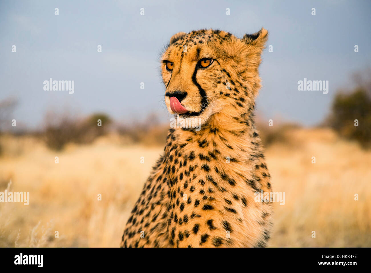 Cheetah licking, Acinonyx jubatus, Lapa Lange Lodge, Namibia, Africa by Monika Hrdinova/Dembinsky Photo Assoc Stock Photo